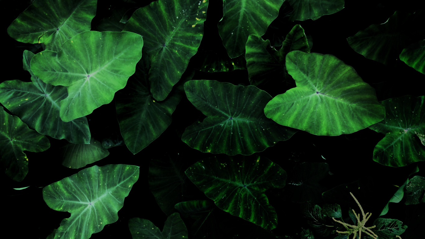 Taro Pflanze, Blatt, Botanik, Terrestrische Pflanzen, Bodendecker. Wallpaper in 1366x768 Resolution