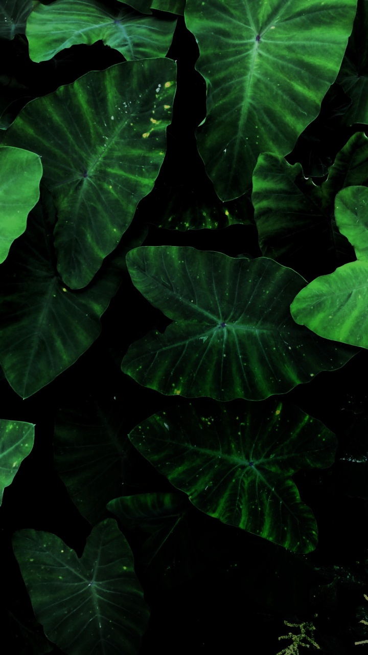 Taro Pflanze, Blatt, Botanik, Terrestrische Pflanzen, Bodendecker. Wallpaper in 720x1280 Resolution