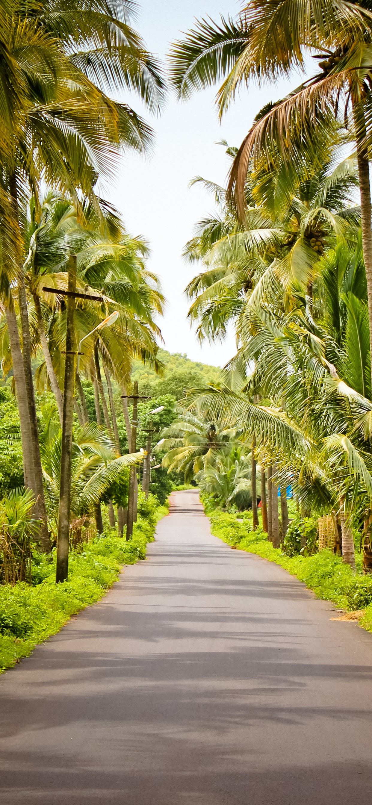 Gray Concrete Road Between Green Trees During Daytime. Wallpaper in 1242x2688 Resolution
