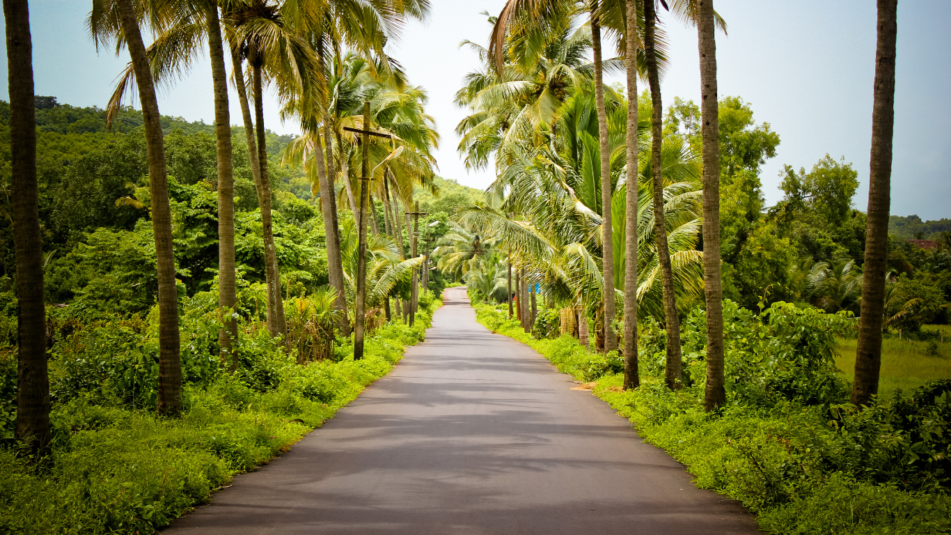 Gray Concrete Road Between Green Trees During Daytime. Wallpaper in 1366x768 Resolution