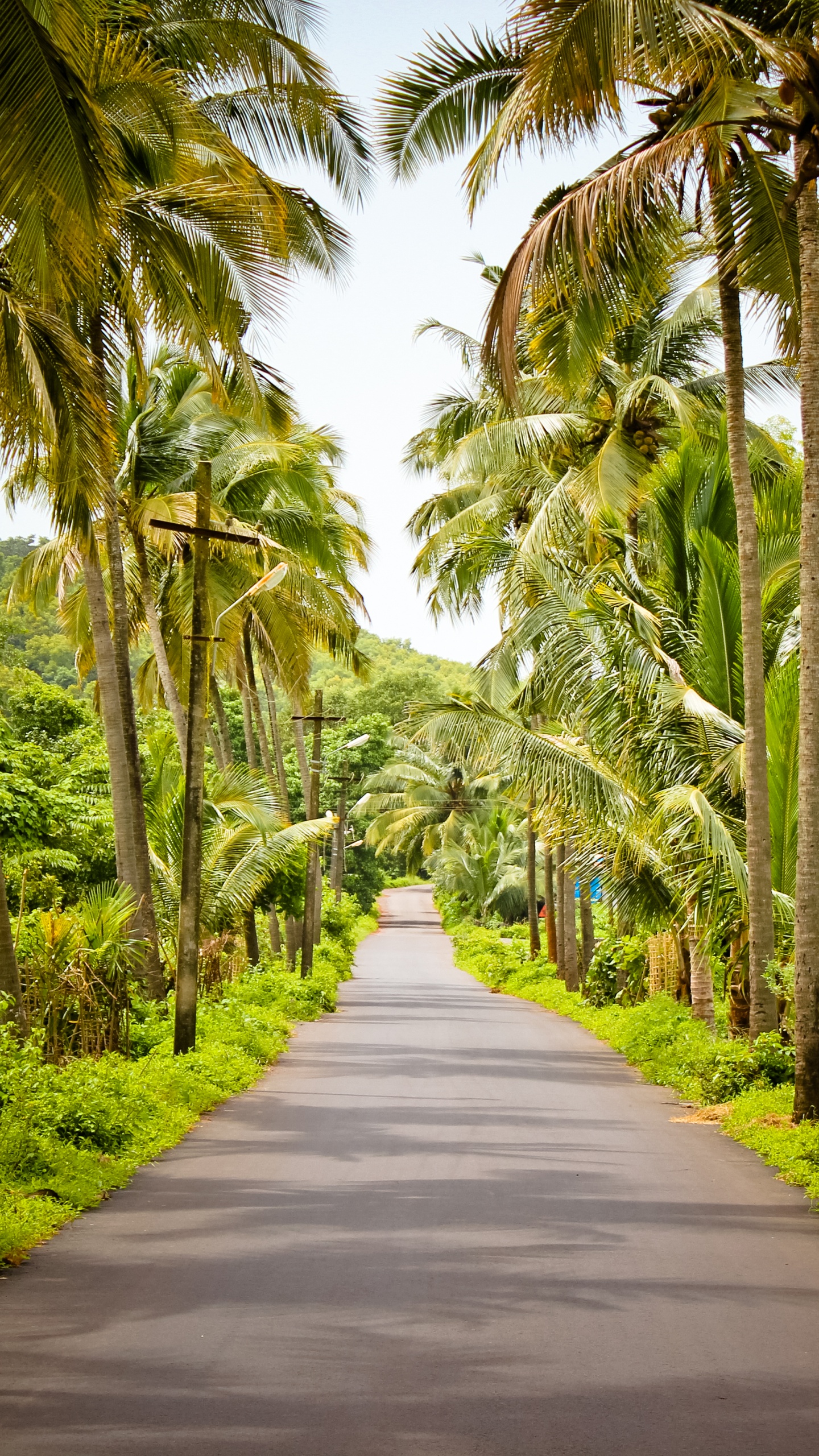 Gray Concrete Road Between Green Trees During Daytime. Wallpaper in 1440x2560 Resolution