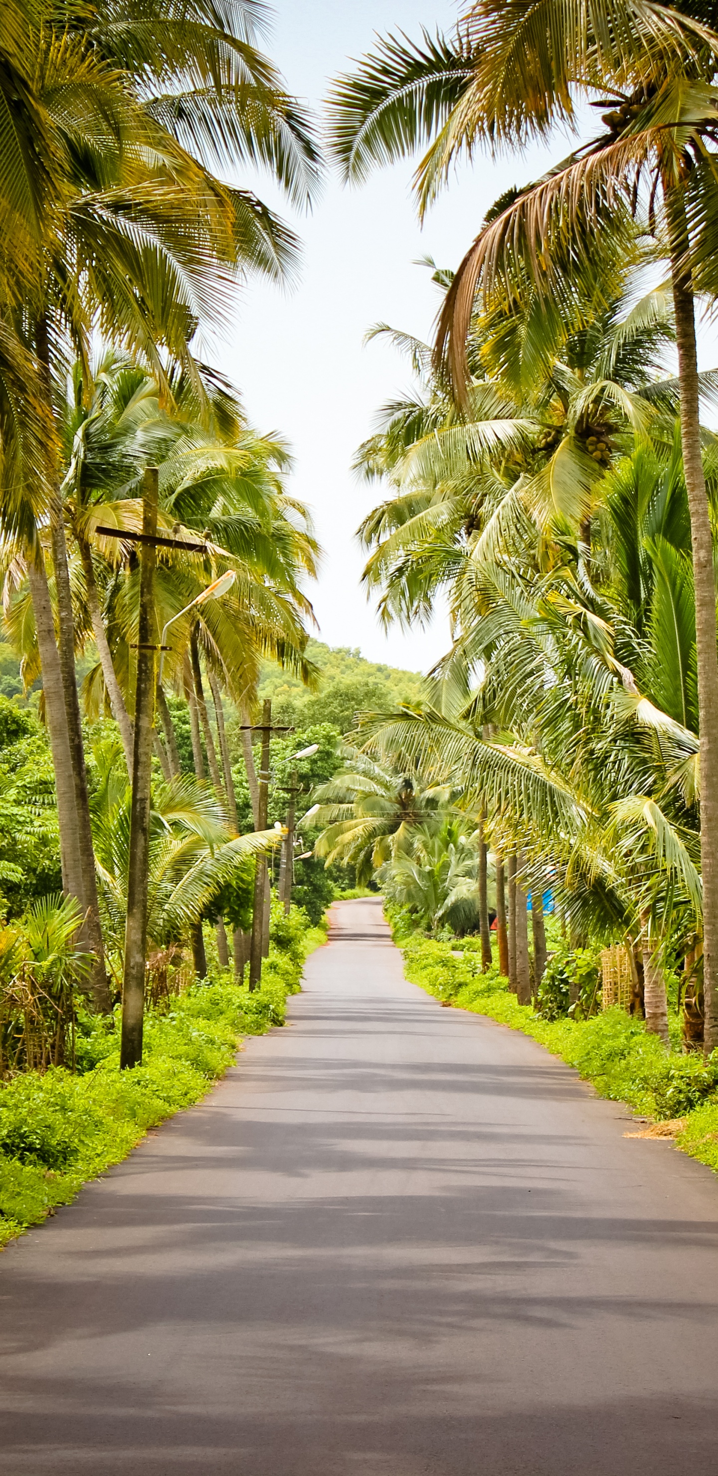 Gray Concrete Road Between Green Trees During Daytime. Wallpaper in 1440x2960 Resolution