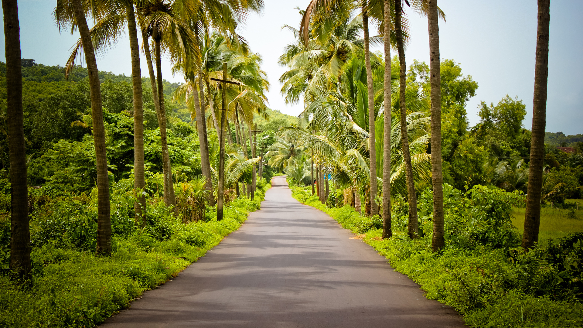 Gray Concrete Road Between Green Trees During Daytime. Wallpaper in 1920x1080 Resolution