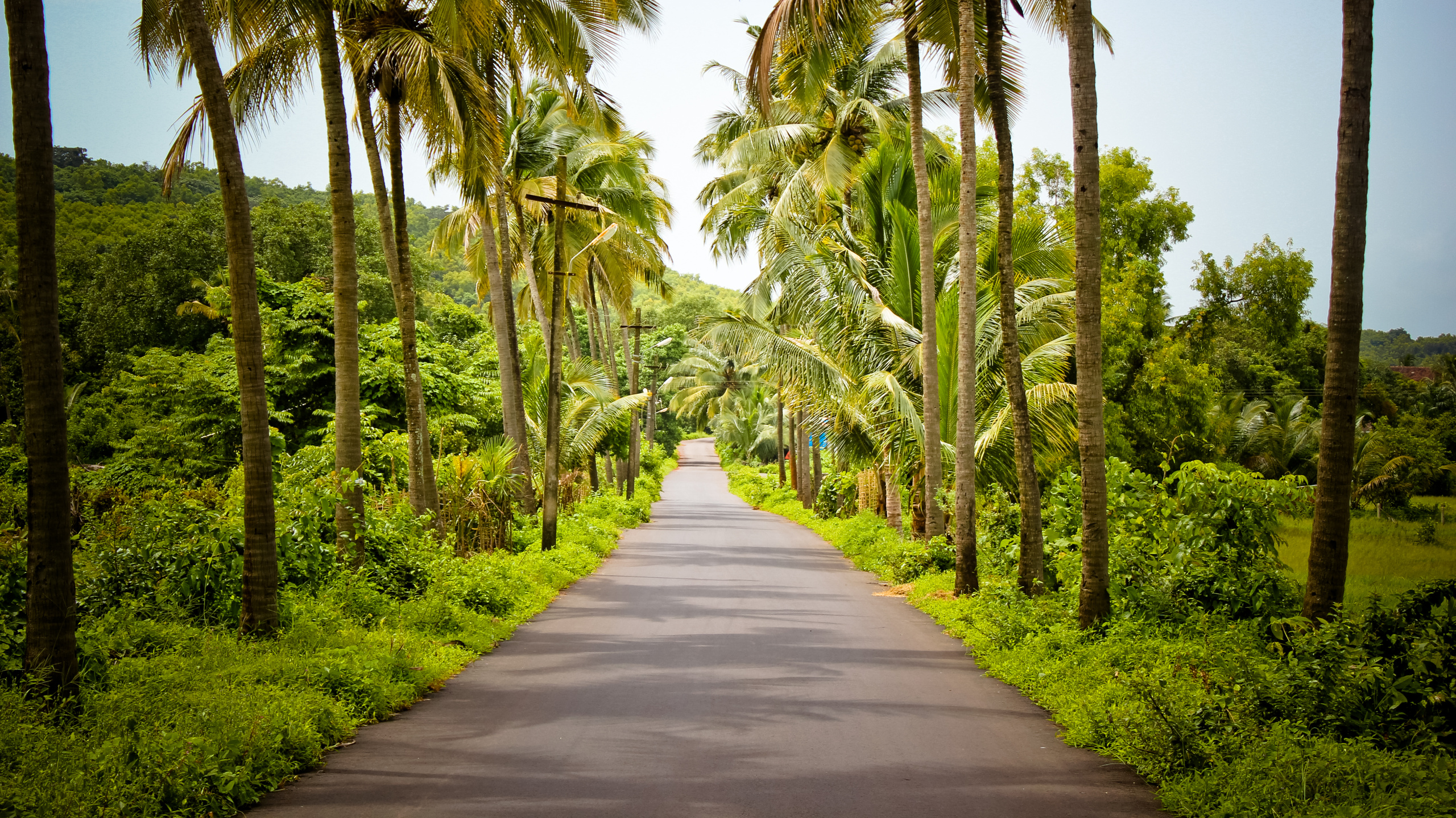 Gray Concrete Road Between Green Trees During Daytime. Wallpaper in 2560x1440 Resolution
