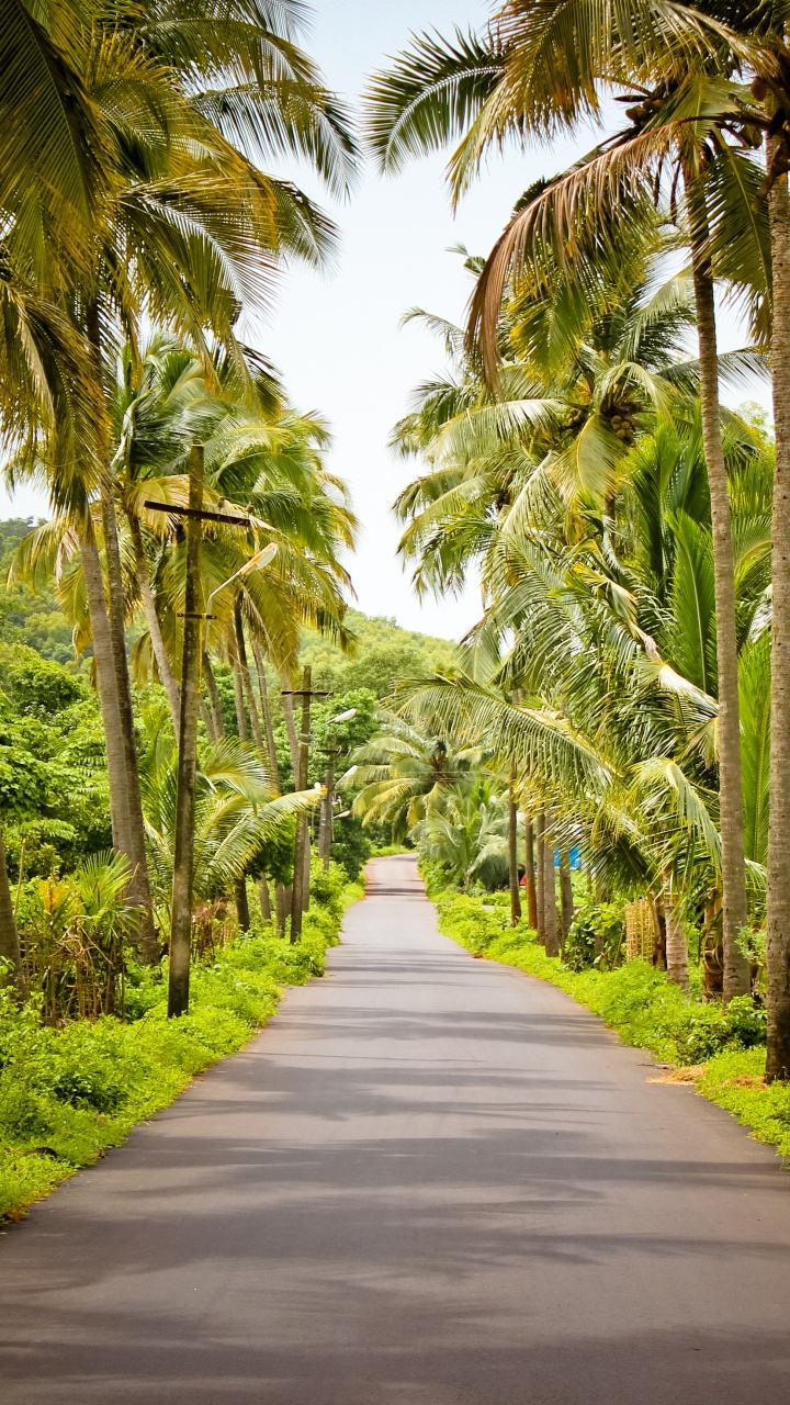 Gray Concrete Road Between Green Trees During Daytime. Wallpaper in 720x1280 Resolution