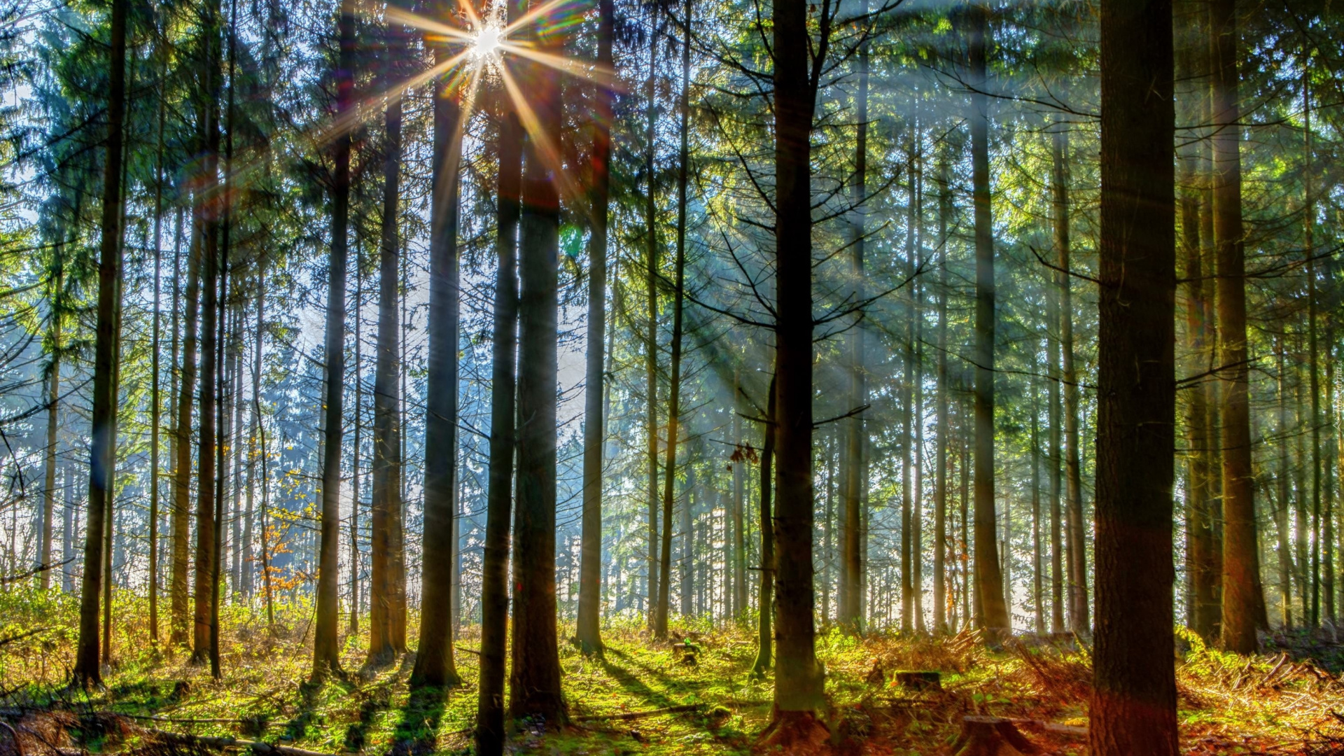 Green Trees With Sun Rays. Wallpaper in 1920x1080 Resolution