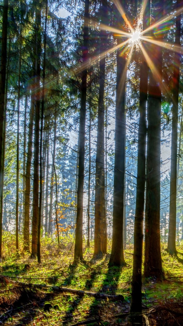Green Trees With Sun Rays. Wallpaper in 720x1280 Resolution