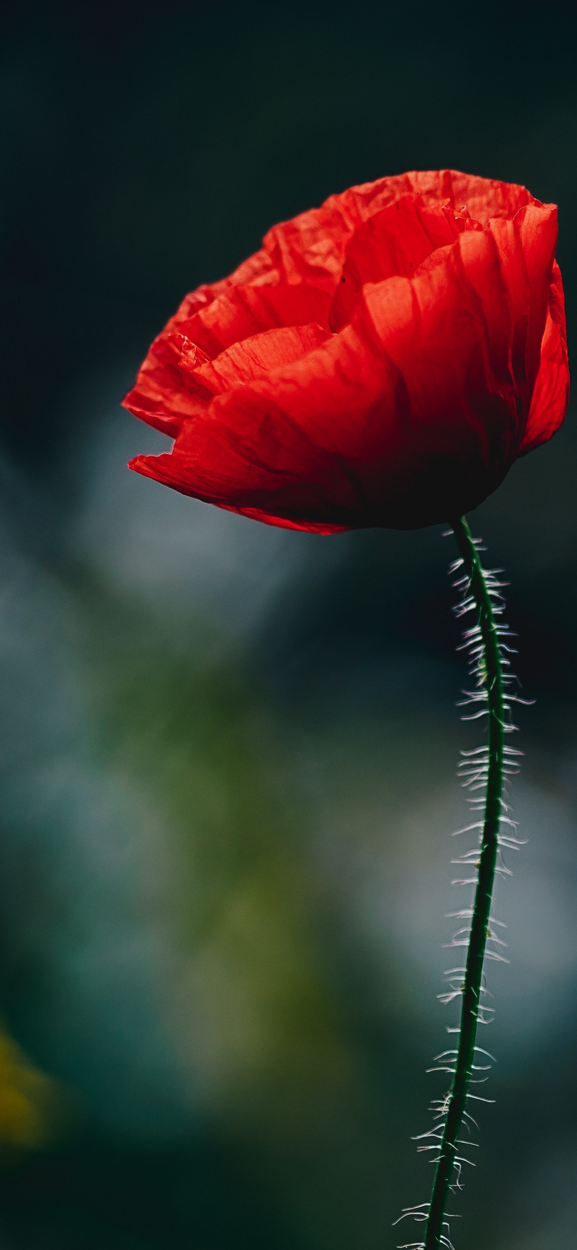 Red Flower in Tilt Shift Lens. Wallpaper in 1125x2436 Resolution