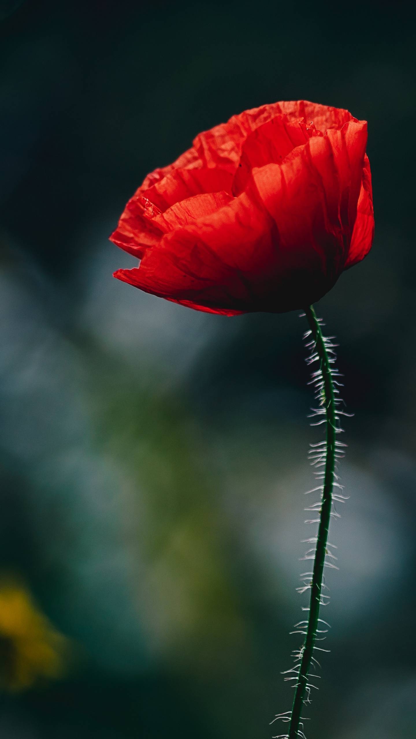 Red Flower in Tilt Shift Lens. Wallpaper in 1440x2560 Resolution