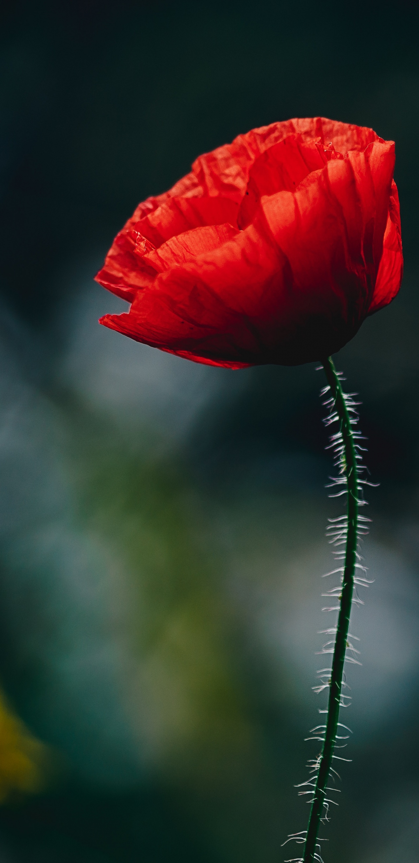Red Flower in Tilt Shift Lens. Wallpaper in 1440x2960 Resolution