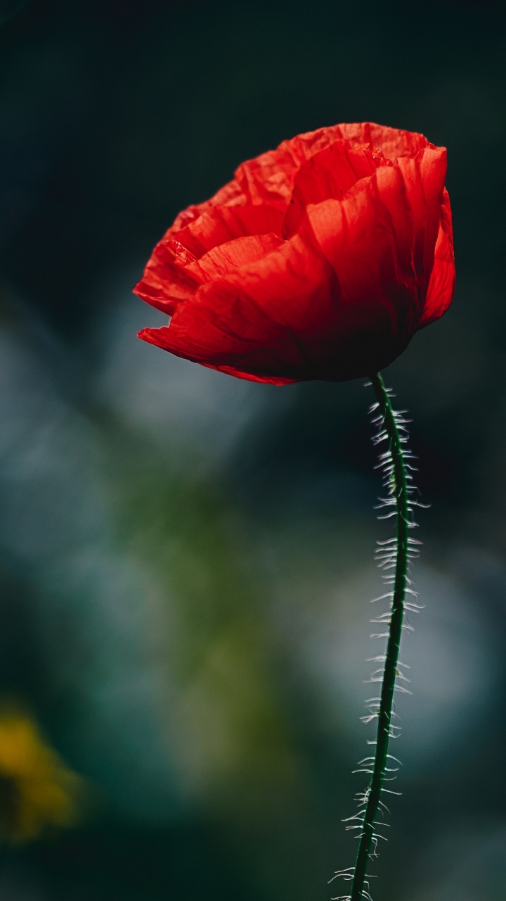 Red Flower in Tilt Shift Lens. Wallpaper in 720x1280 Resolution