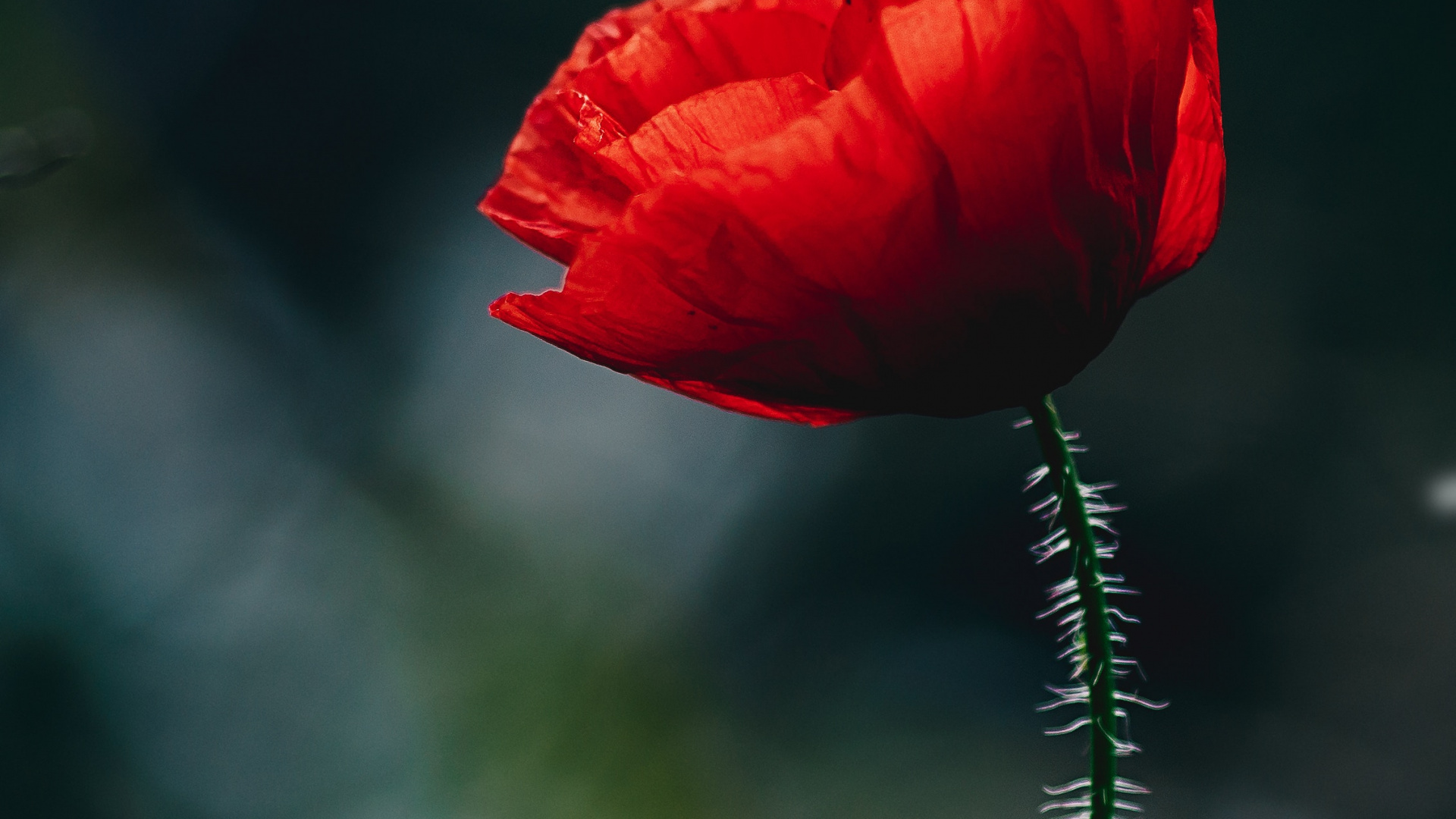 Rote Blume in Tilt-Shift-Linse. Wallpaper in 1920x1080 Resolution