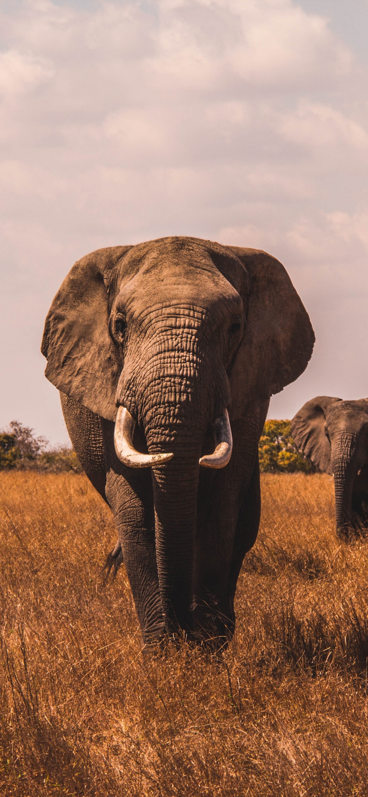 Best Elephant, African Elephants, African Buffalo, Lion, Rhinoceros. Wallpaper in 1242x2688 Resolution