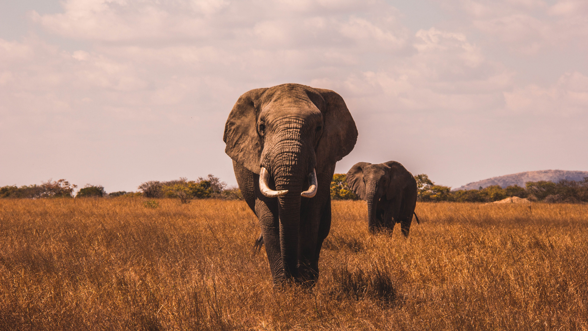 Best Elephant, African Elephants, African Buffalo, Lion, Rhinoceros. Wallpaper in 1920x1080 Resolution