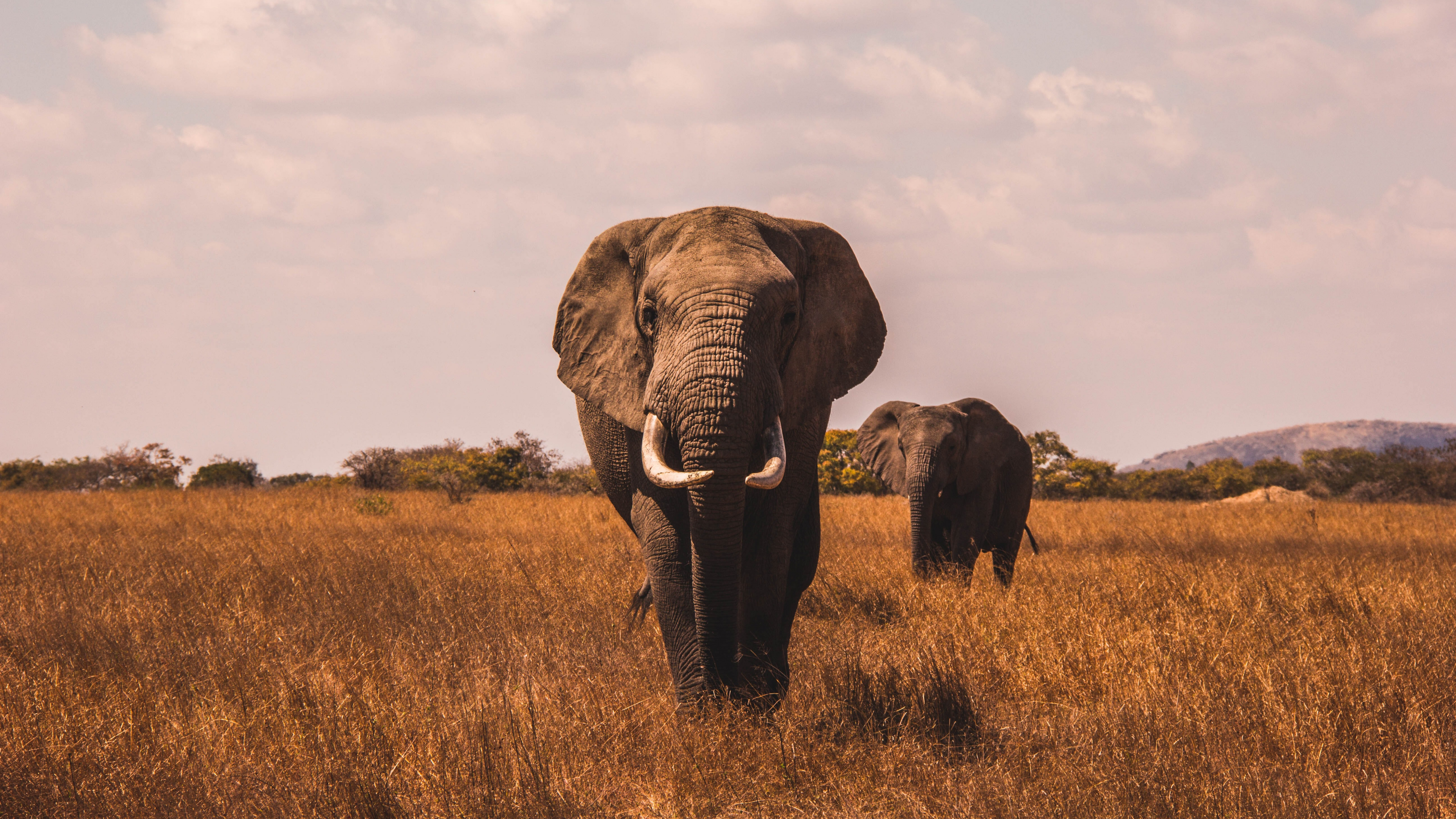 Best Elephant, African Elephants, African Buffalo, Lion, Rhinoceros. Wallpaper in 3840x2160 Resolution