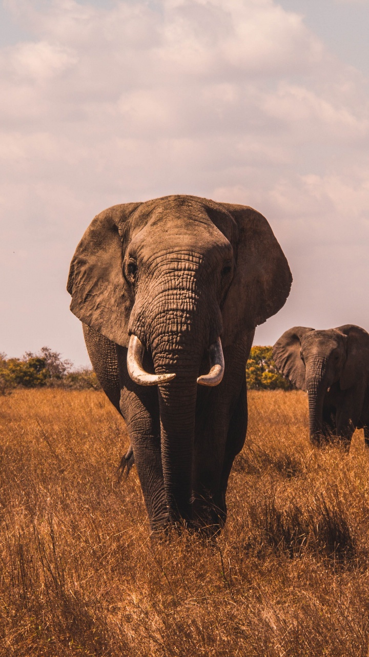 Best Elephant, African Elephants, African Buffalo, Lion, Rhinoceros. Wallpaper in 720x1280 Resolution