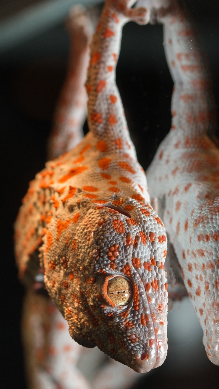 de Cerca, Tokay Gecko, Cabeza, Cuerpo Humano, Lagarto. Wallpaper in 720x1280 Resolution