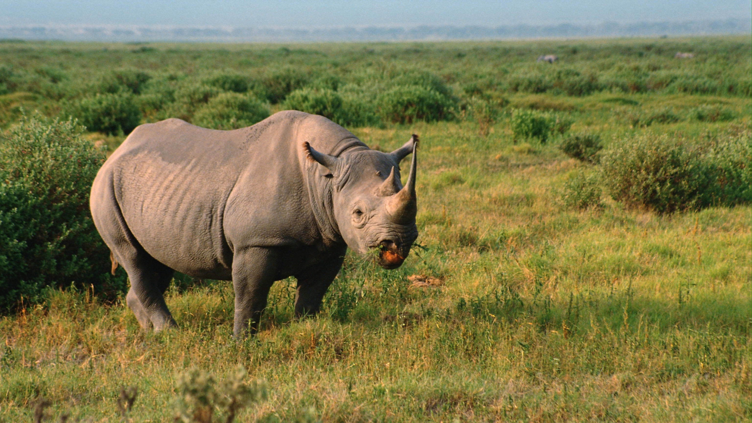 Brown Rhinoceros on Green Grass Field During Daytime. Wallpaper in 2560x1440 Resolution