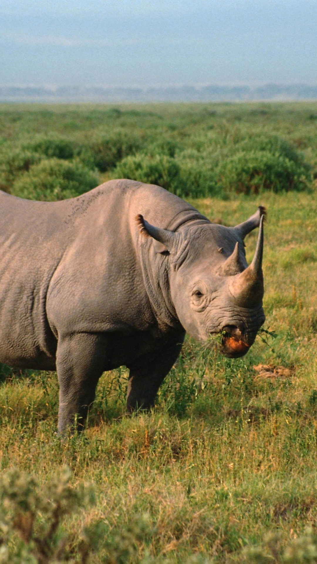 Rinoceronte Marrón en Campo de Hierba Verde Durante el Día. Wallpaper in 1080x1920 Resolution