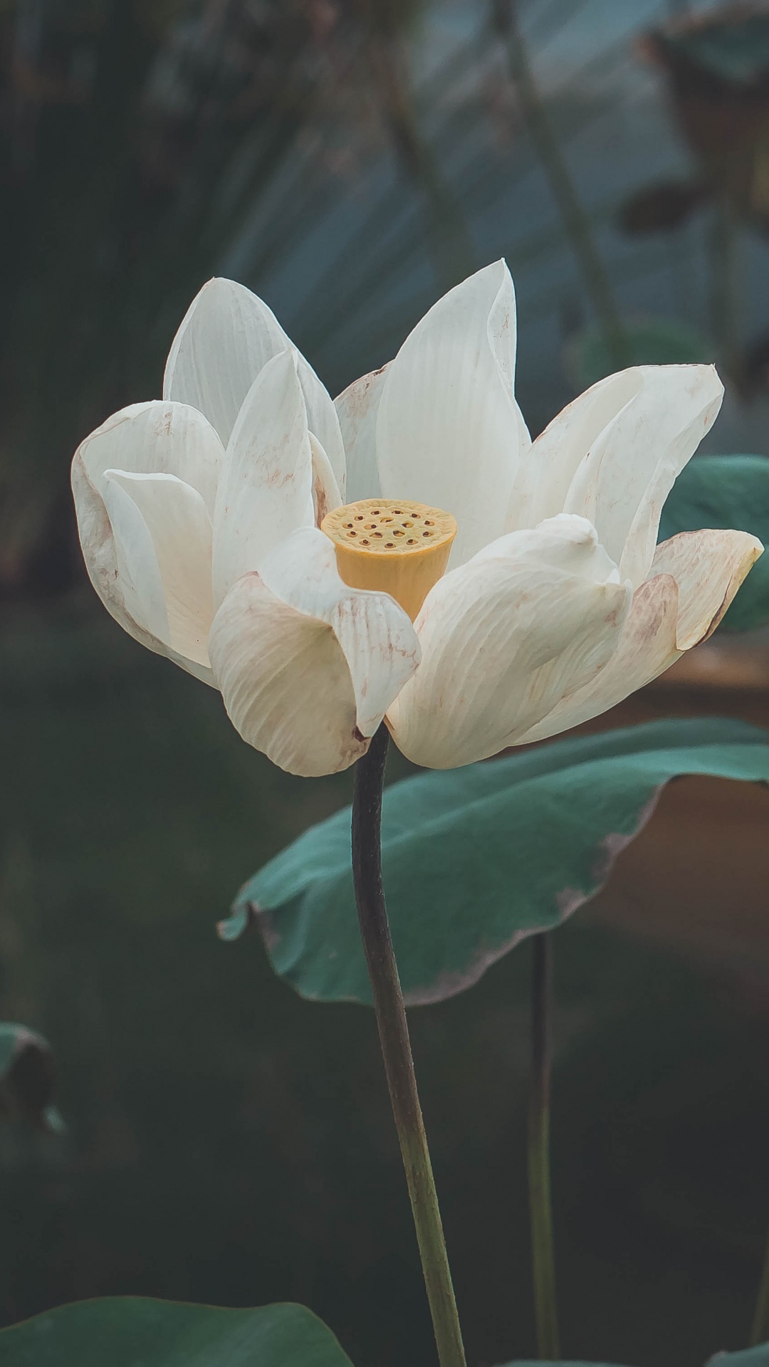 Weiße Blume Mit Grünen Blättern. Wallpaper in 1080x1920 Resolution