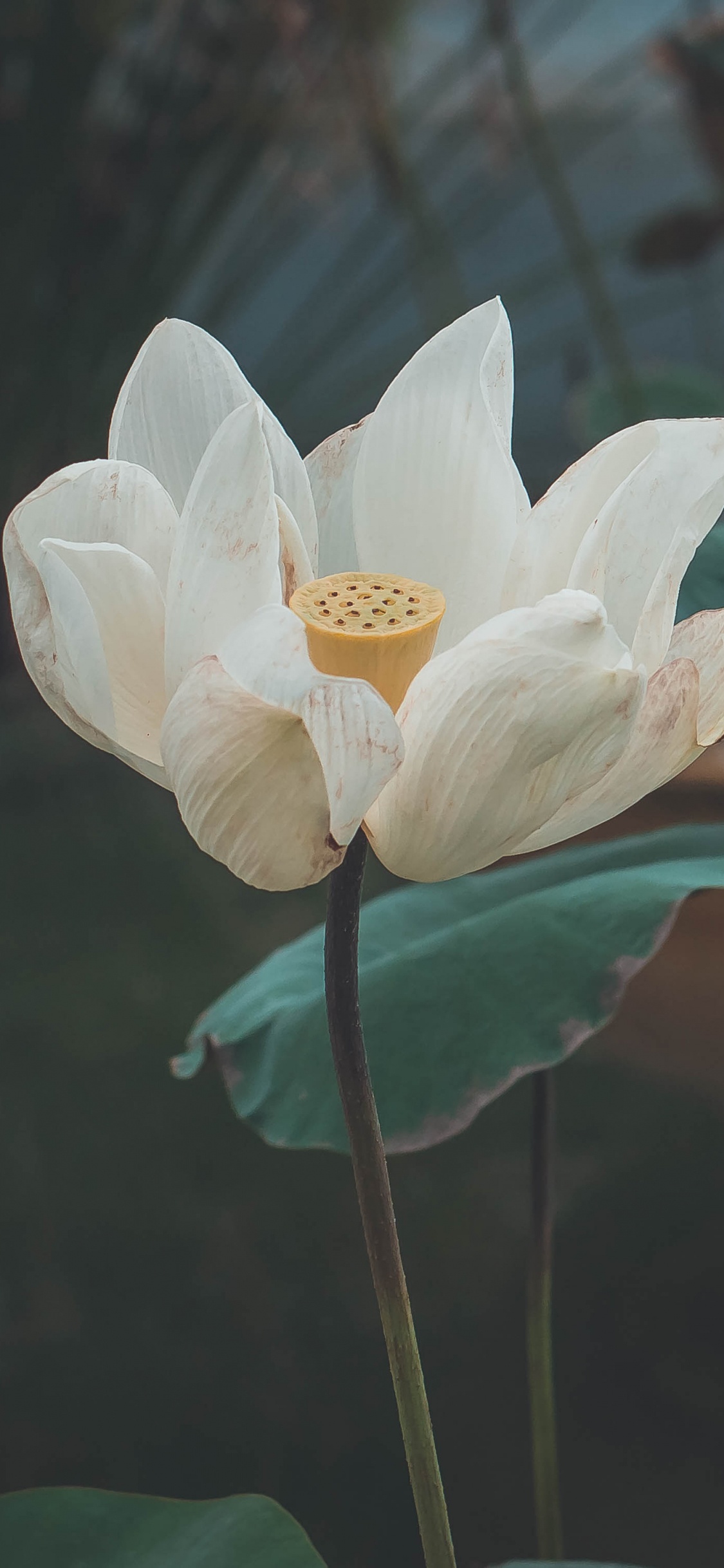 Weiße Blume Mit Grünen Blättern. Wallpaper in 1125x2436 Resolution