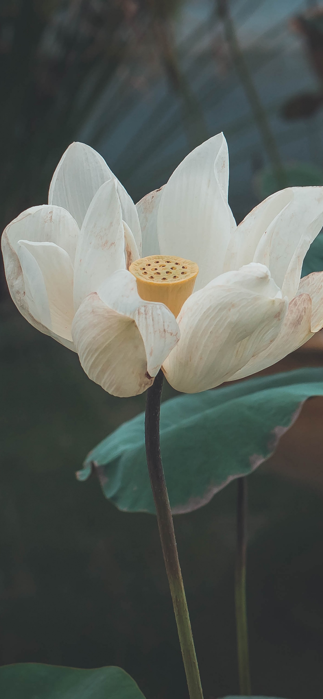 Weiße Blume Mit Grünen Blättern. Wallpaper in 1242x2688 Resolution