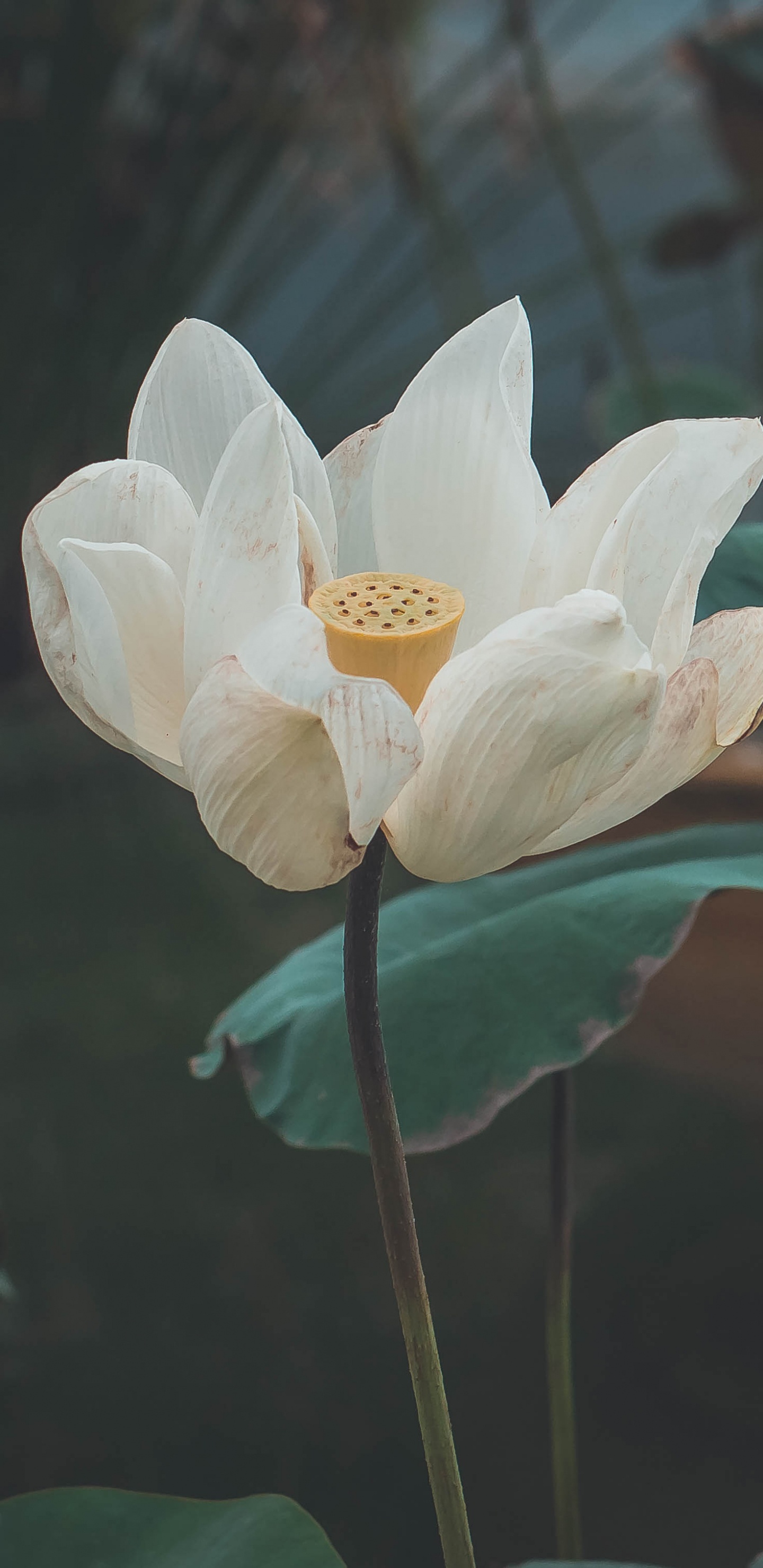 Weiße Blume Mit Grünen Blättern. Wallpaper in 1440x2960 Resolution