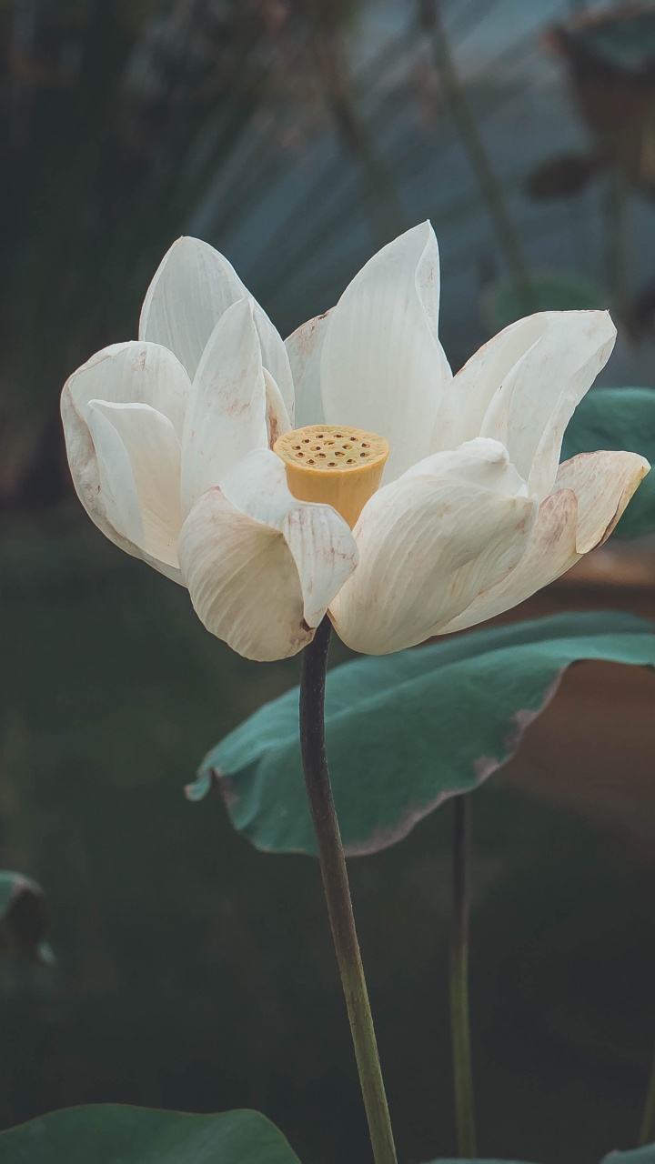 White Flower With Green Leaves. Wallpaper in 720x1280 Resolution