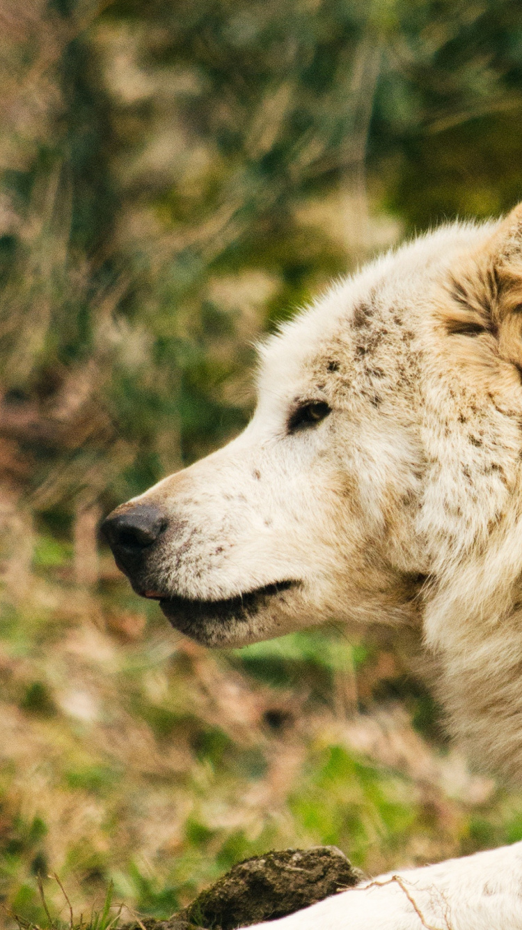Lobo Blanco Tumbado en el Suelo Durante el Día. Wallpaper in 750x1334 Resolution