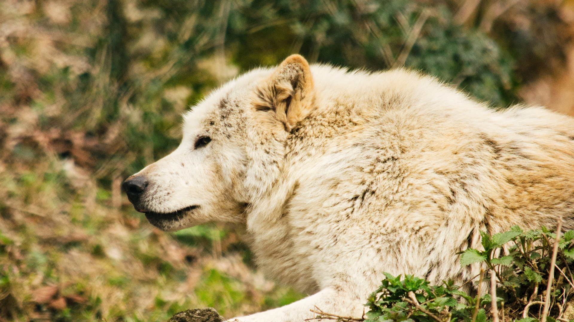 White Wolf Lying on Ground During Daytime. Wallpaper in 1920x1080 Resolution