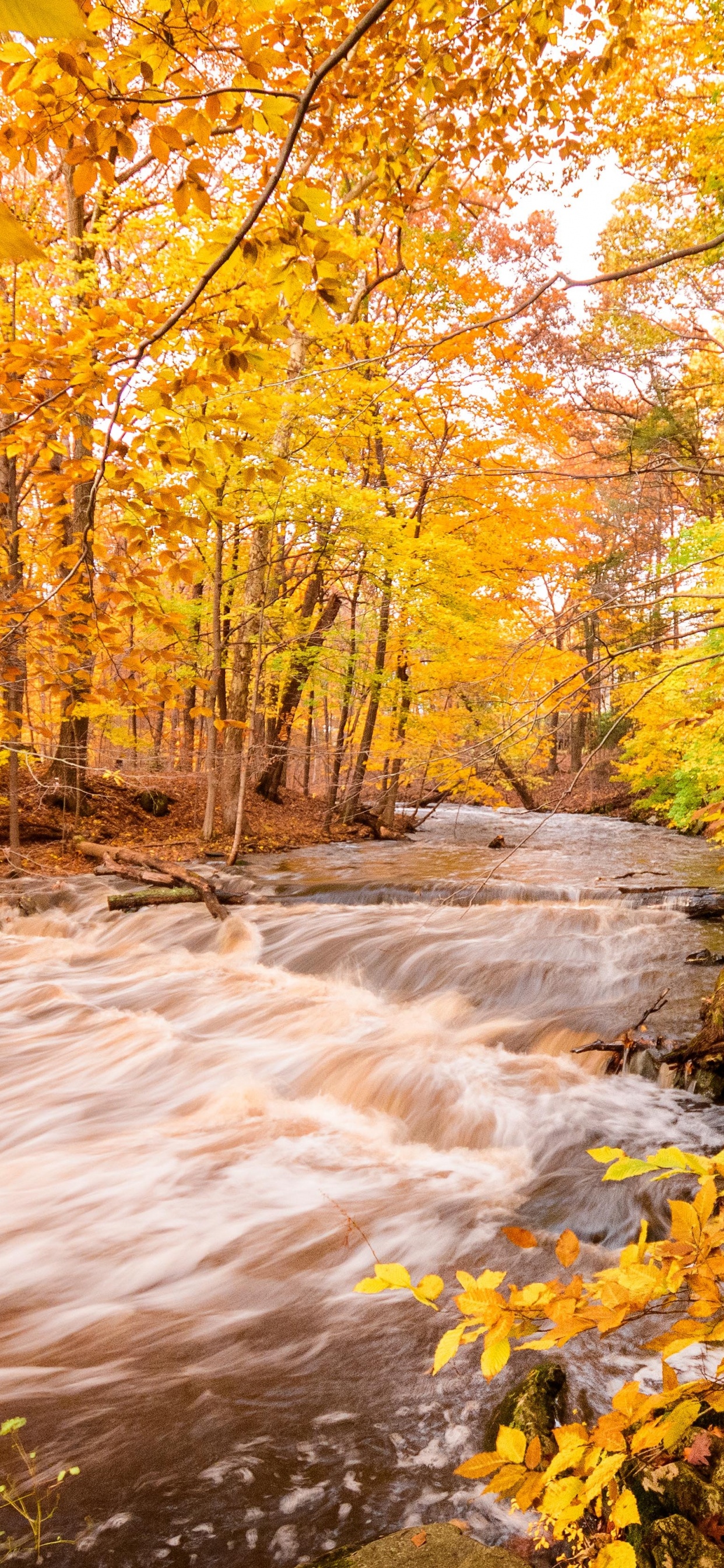 Environnement Naturel, Nature, Film D'animation, Feuille, Eau. Wallpaper in 1242x2688 Resolution