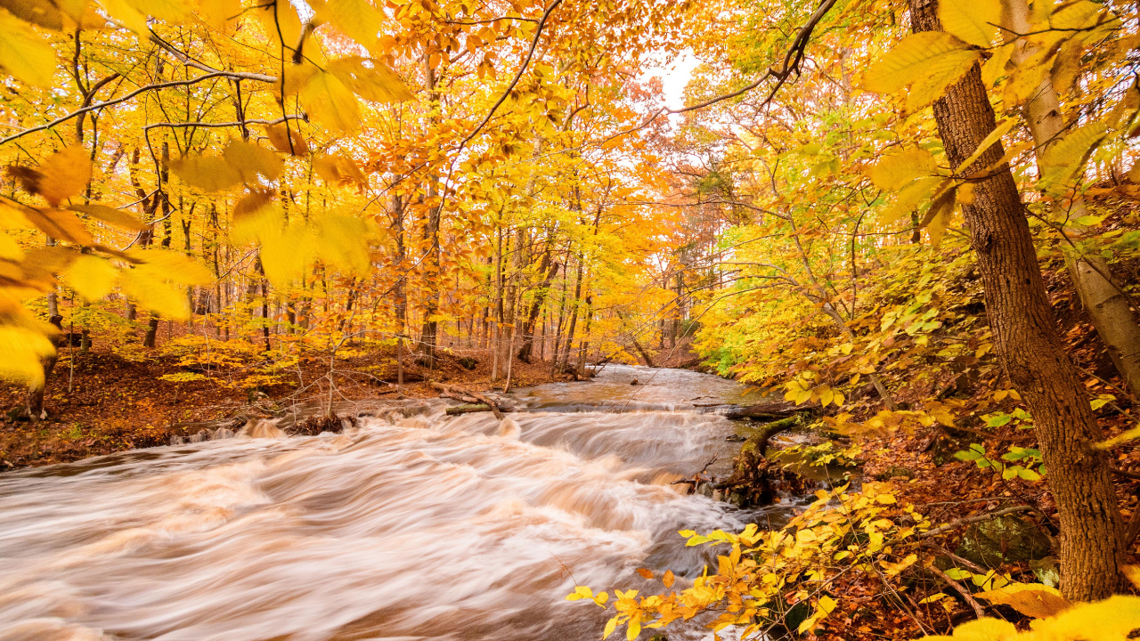 Natural Environment, Nature, Autumn, Animated Film, Leaf. Wallpaper in 1280x720 Resolution