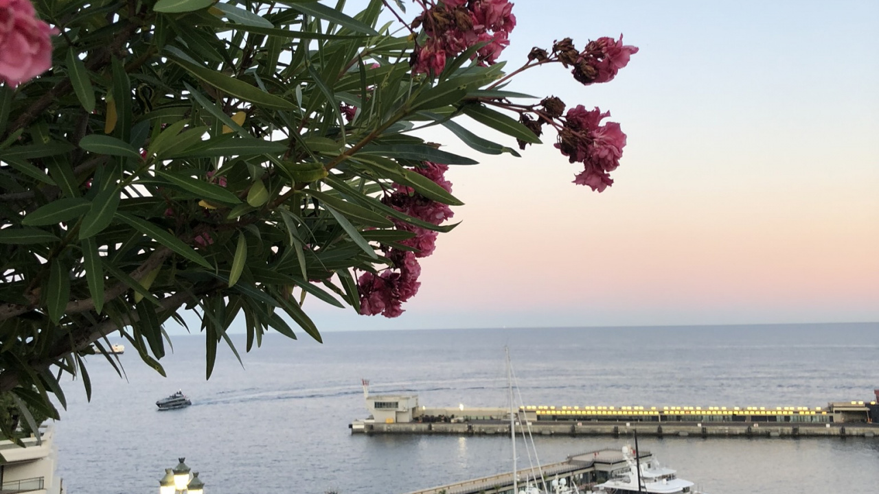 Flower, Flowering Plant, Water, Science, Physics. Wallpaper in 1280x720 Resolution