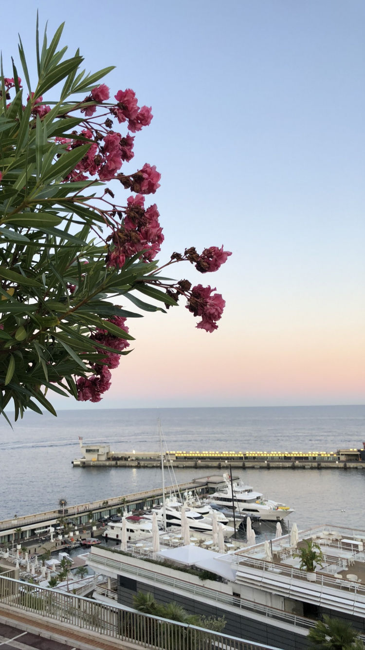 Flower, Flowering Plant, Water, Science, Physics. Wallpaper in 750x1334 Resolution