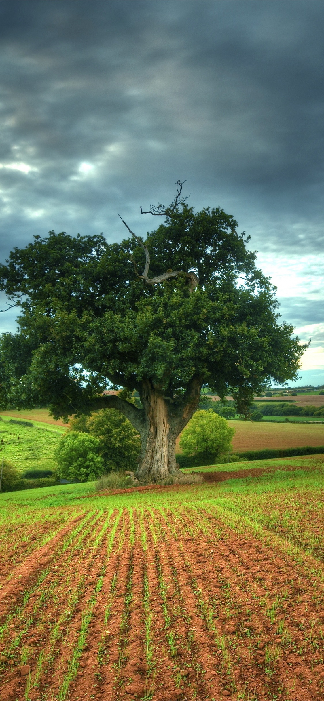 Arbre Vert Sur Champ Brun Sous Ciel Bleu Pendant la Journée. Wallpaper in 1125x2436 Resolution