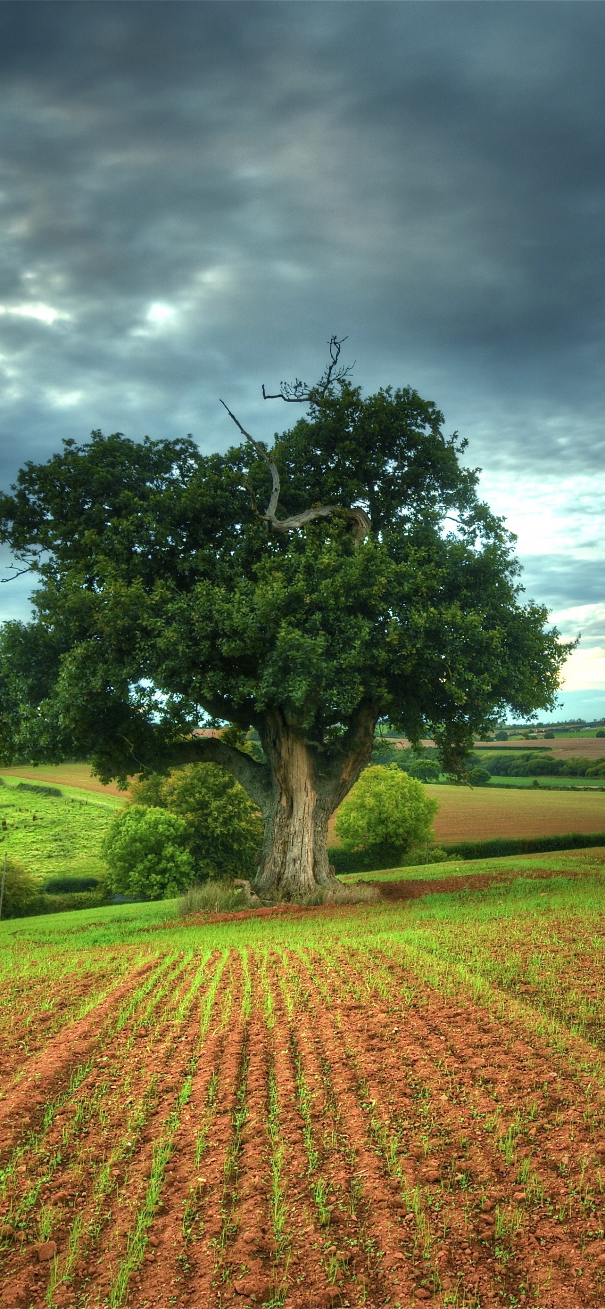 Arbre Vert Sur Champ Brun Sous Ciel Bleu Pendant la Journée. Wallpaper in 1242x2688 Resolution