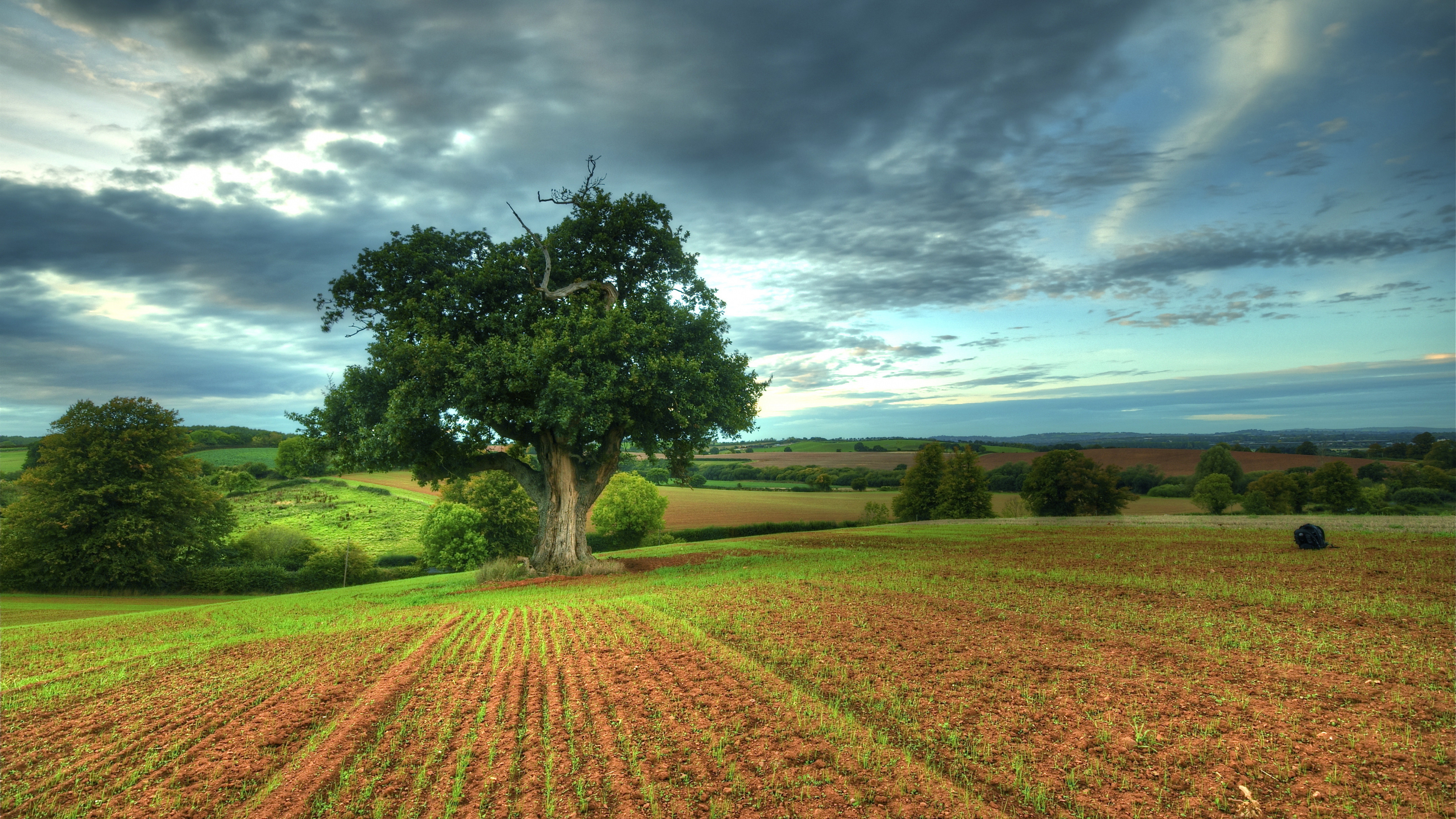 Arbre Vert Sur Champ Brun Sous Ciel Bleu Pendant la Journée. Wallpaper in 3840x2160 Resolution