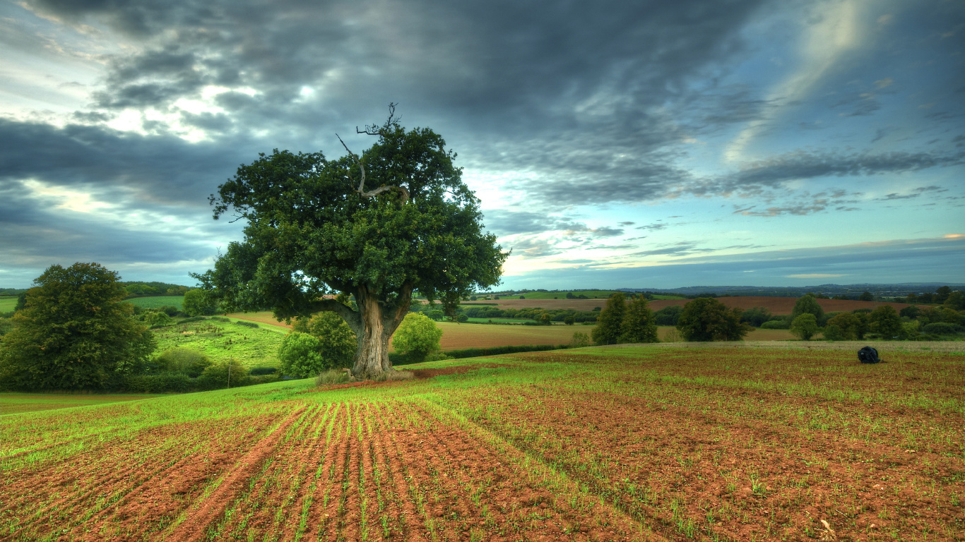 Árbol Verde en Campo Marrón Bajo un Cielo Azul Durante el Día. Wallpaper in 1366x768 Resolution