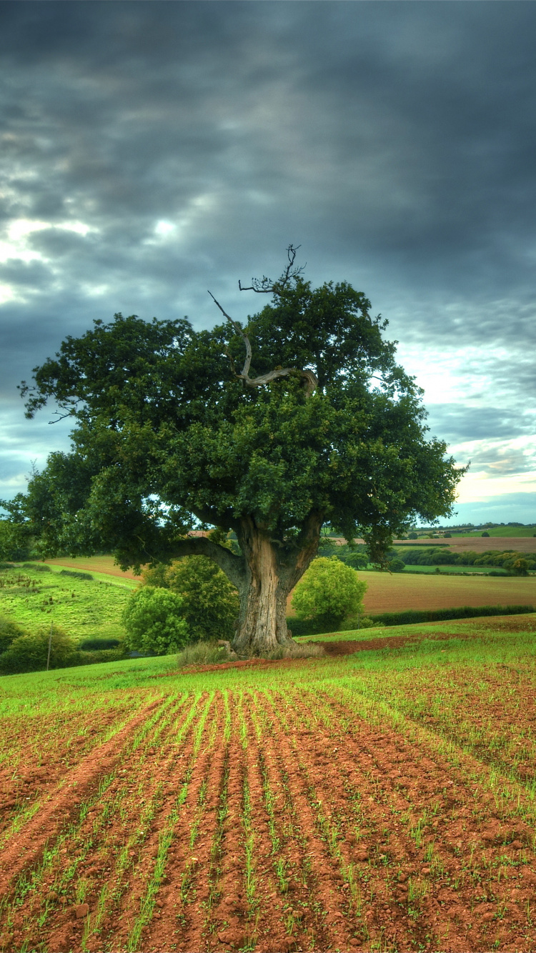 Árbol Verde en Campo Marrón Bajo un Cielo Azul Durante el Día. Wallpaper in 750x1334 Resolution