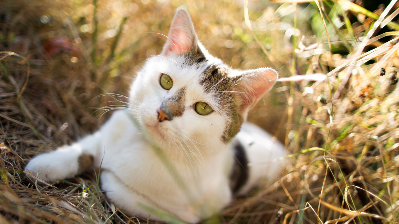 White and Brown Cat on Brown Grass. Wallpaper in 1366x768 Resolution