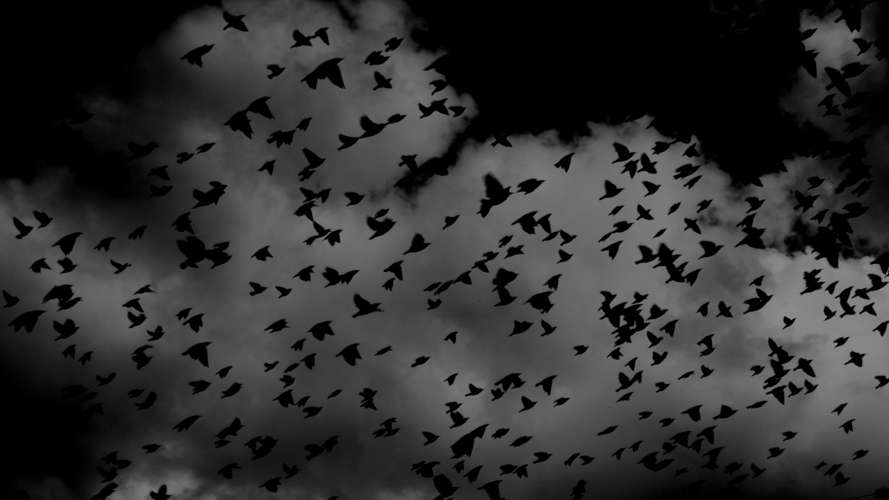 Bandada de Pájaros Volando en el Cielo. Wallpaper in 1280x720 Resolution
