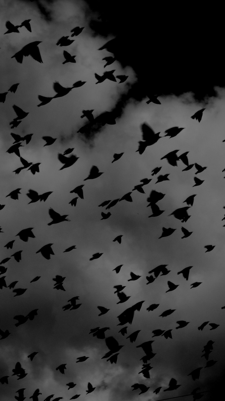 Bandada de Pájaros Volando en el Cielo. Wallpaper in 750x1334 Resolution