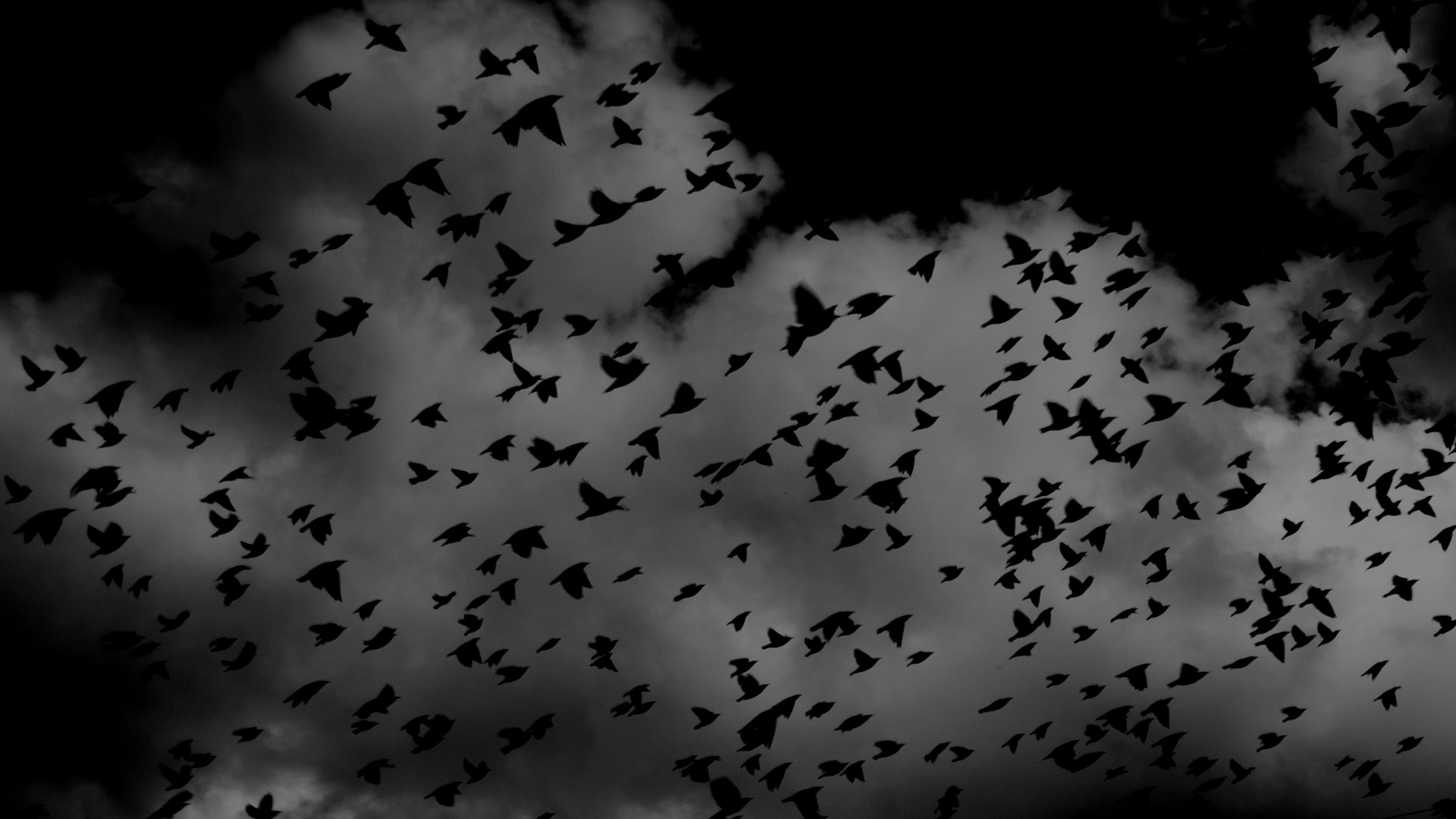 Volée D'oiseaux Volant Dans le Ciel. Wallpaper in 1920x1080 Resolution