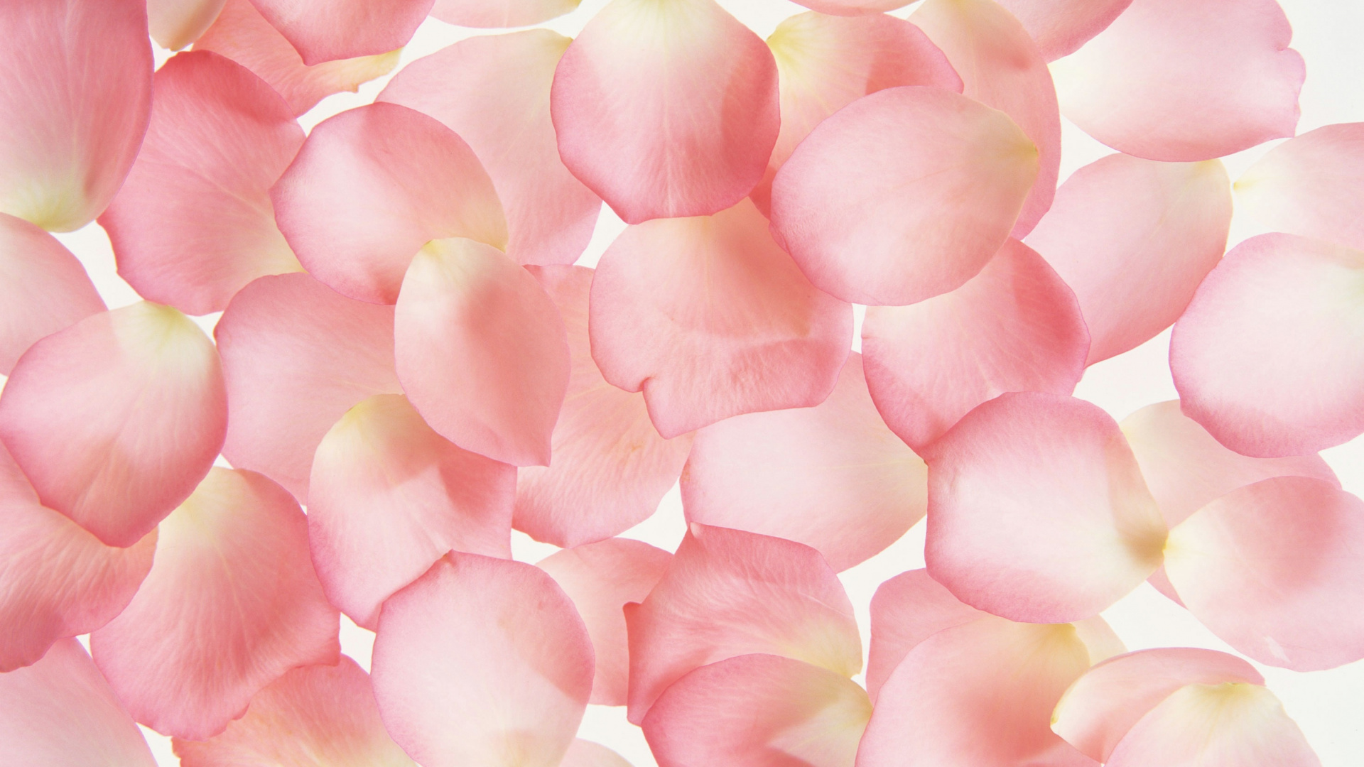 Pink and White Flower Petals. Wallpaper in 1920x1080 Resolution