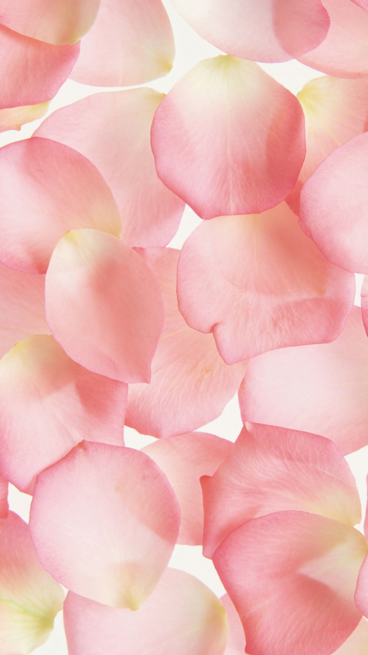 Pink and White Flower Petals. Wallpaper in 750x1334 Resolution