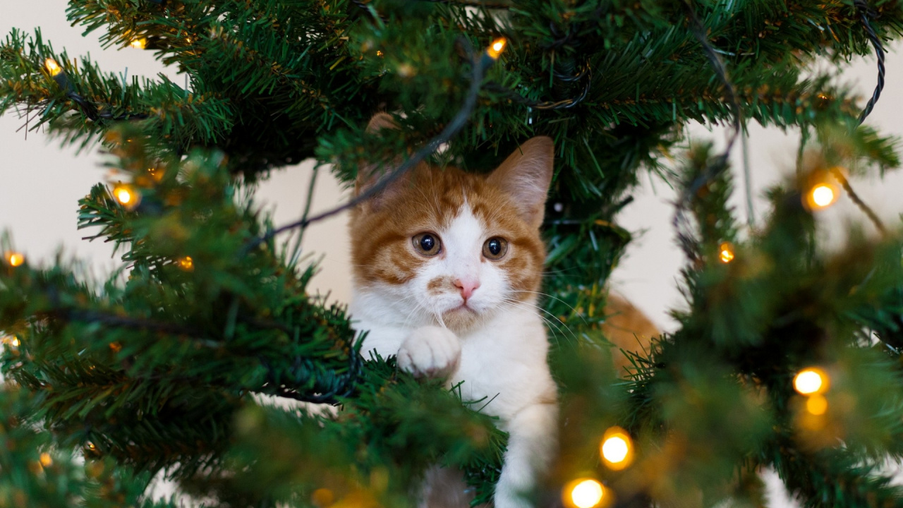 Katze, Kätzchen, Weihnachten, Weihnachtsbaum, Baum. Wallpaper in 1280x720 Resolution