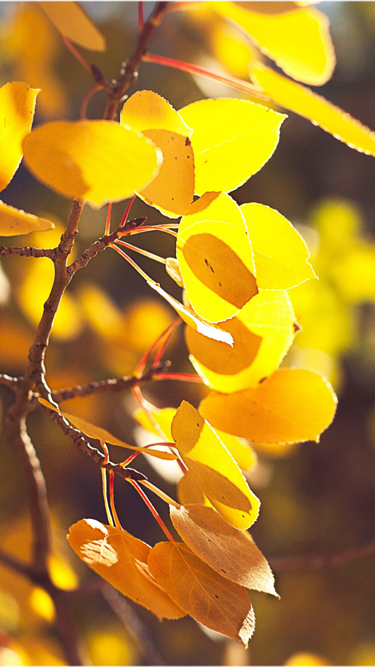 Gelbe Blätter Auf Braunem Ast. Wallpaper in 750x1334 Resolution