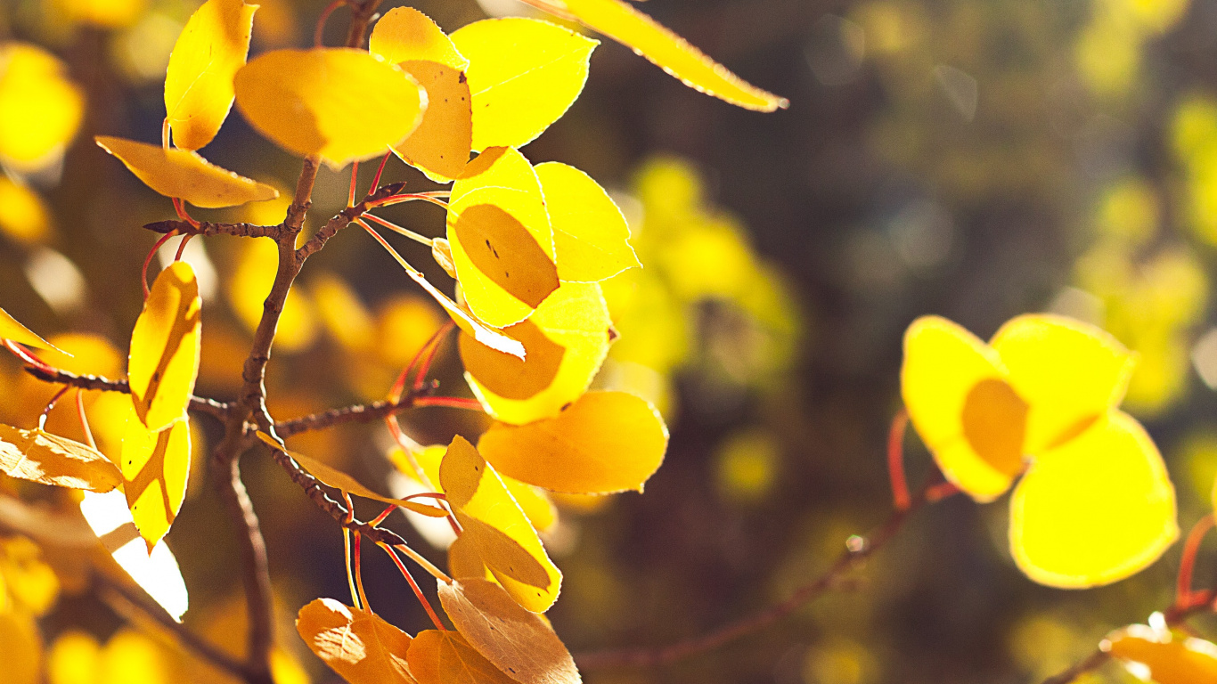 Yellow Leaves on Brown Tree Branch. Wallpaper in 1366x768 Resolution