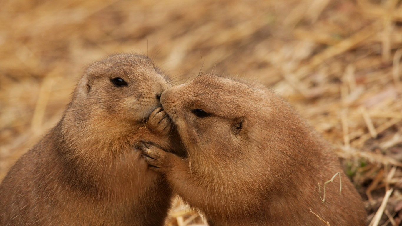 Roedor Marrón Sobre Hojas Secas Marrones Durante el Día. Wallpaper in 1366x768 Resolution