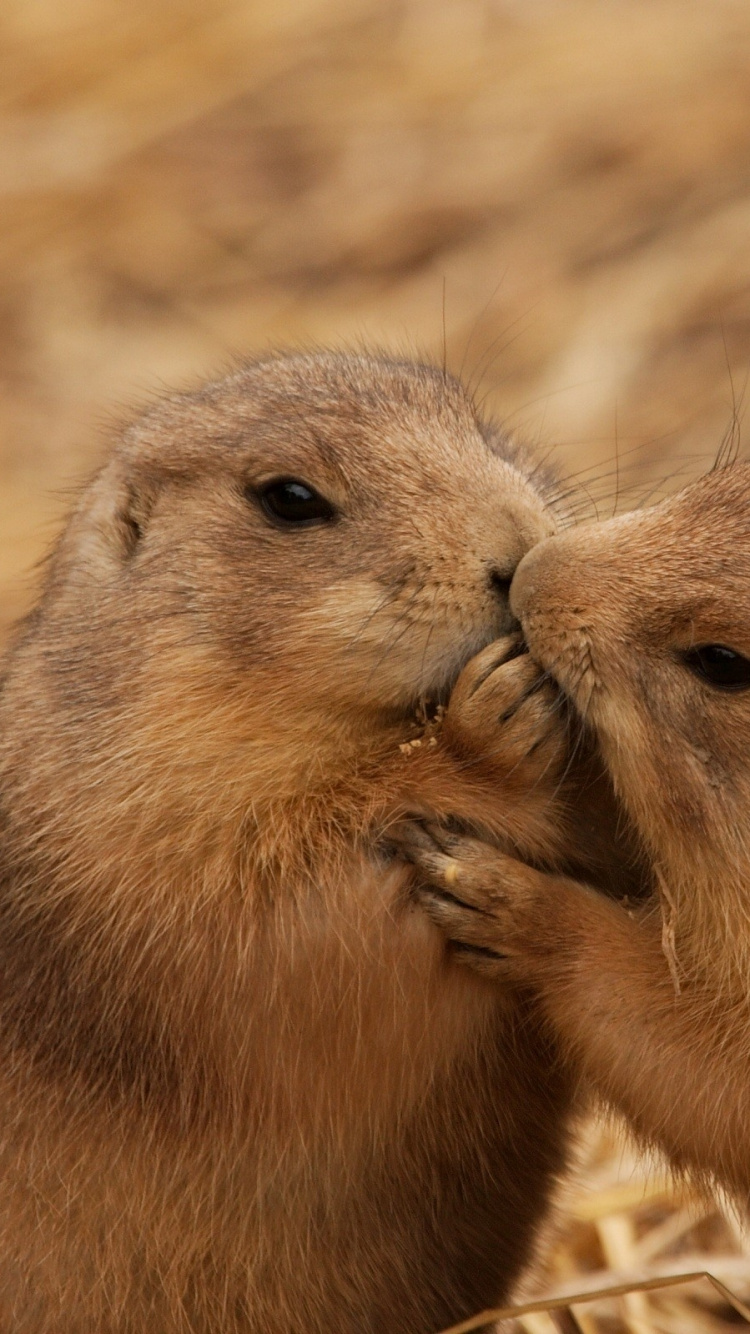 Brown Rodent on Brown Dried Leaves During Daytime. Wallpaper in 750x1334 Resolution